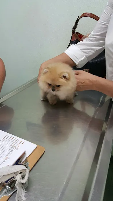 Companion Animal Hospital of Woodward Park Picture 8
