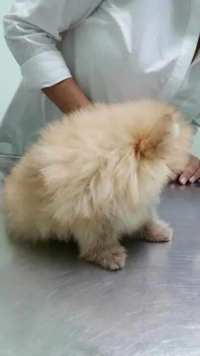 Companion Animal Hospital of Woodward Park Picture 10