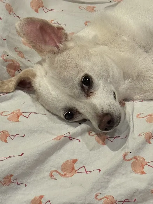 Pet Medical Center & Spa Picture 1