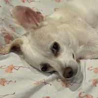 Pet Medical Center & Spa ico