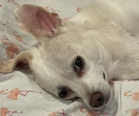 Pet Medical Center & Spa