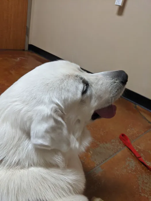 Pet Medical Center & Spa Picture 5