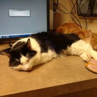 Pet Medical Center & Spa: Johnston Sharon DVM ico