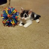 Palm Bluff Veterinary Hospital ico