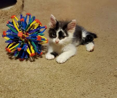Palm Bluff Veterinary Hospital