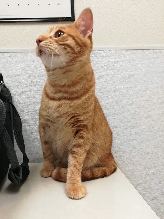 Palm Bluff Veterinary Hospital Picture 3