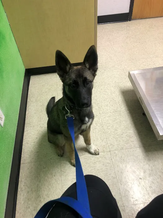 Care Veterinary Hospital Picture 1