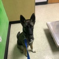 Care Veterinary Hospital ico
