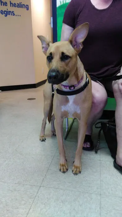 Care Veterinary Hospital Picture 10