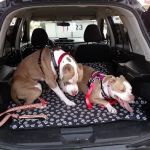 Arden Animal Hospital