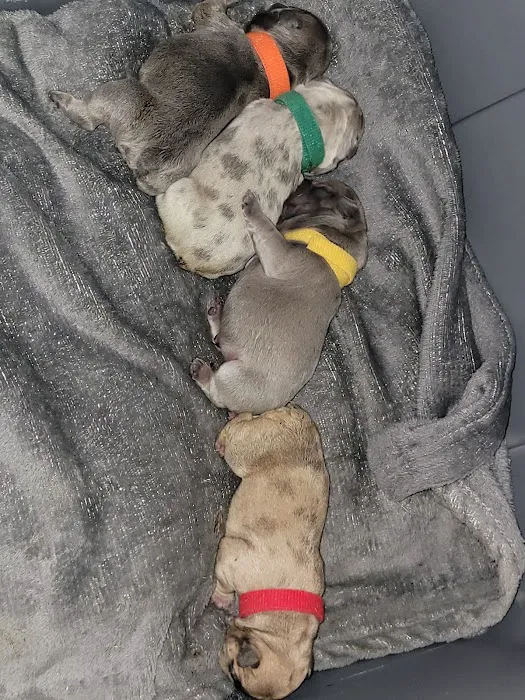 Kokopelli Veterinary Center Picture 2