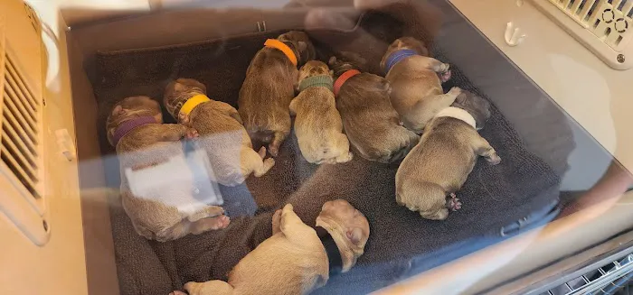 Kokopelli Veterinary Center Picture 1