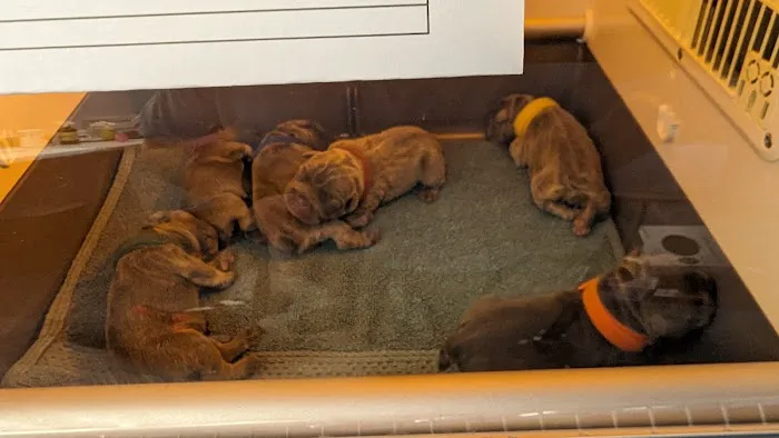 Kokopelli Veterinary Center Picture 5