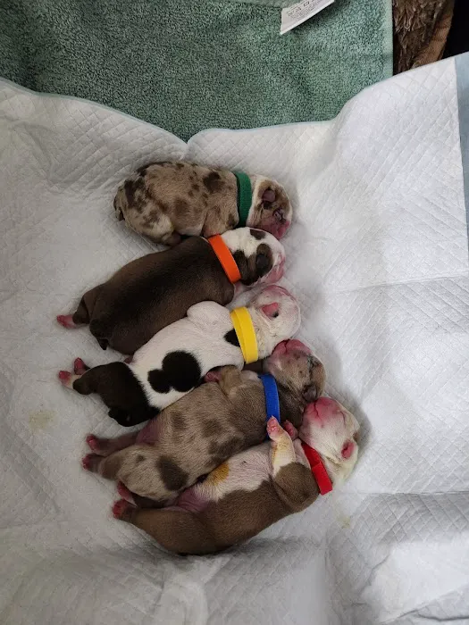Kokopelli Veterinary Center Picture 9