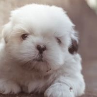 Campus Commons Pet Hospital ico