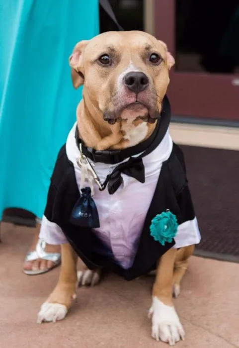 Campus Commons Pet Hospital Picture 6