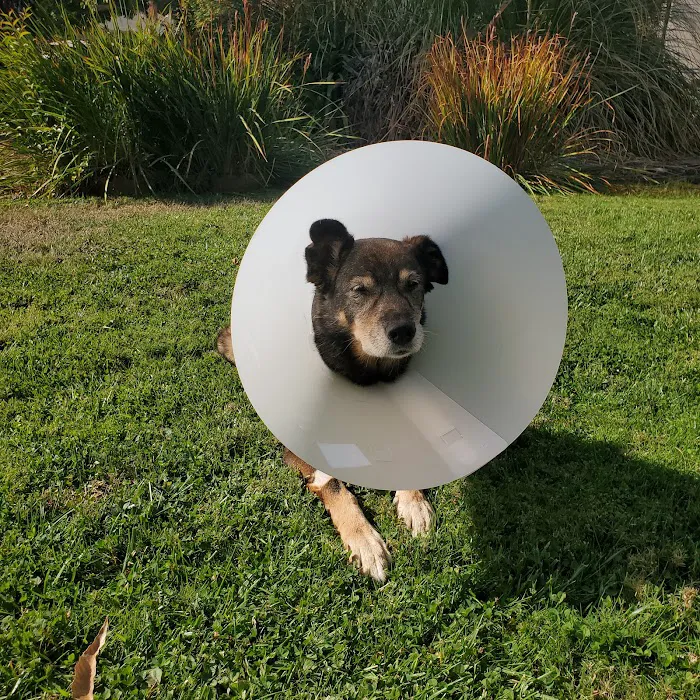 South Sacramento Pet Hospital Picture 8