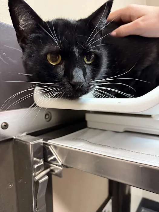 VCA All Our Pets Animal Hospital Picture 3