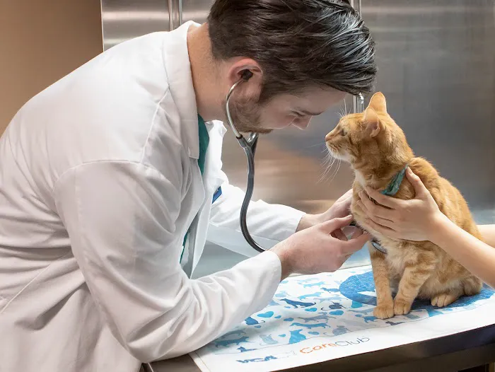 VCA All Our Pets Animal Hospital Picture 1