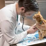 VCA All Our Pets Animal Hospital