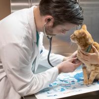 VCA All Our Pets Animal Hospital ico