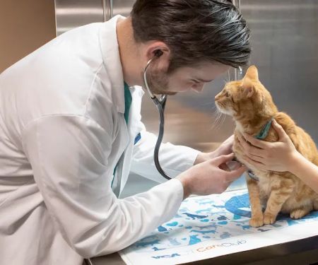VCA All Our Pets Animal Hospital
