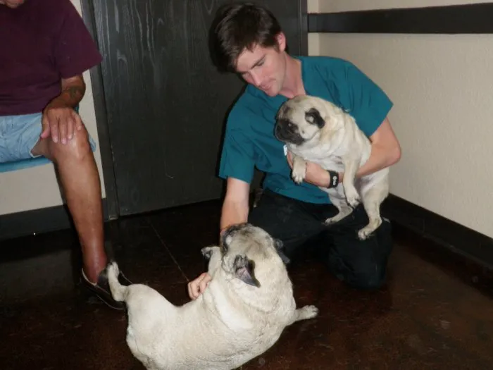 VCA All Our Pets Animal Hospital Picture 6