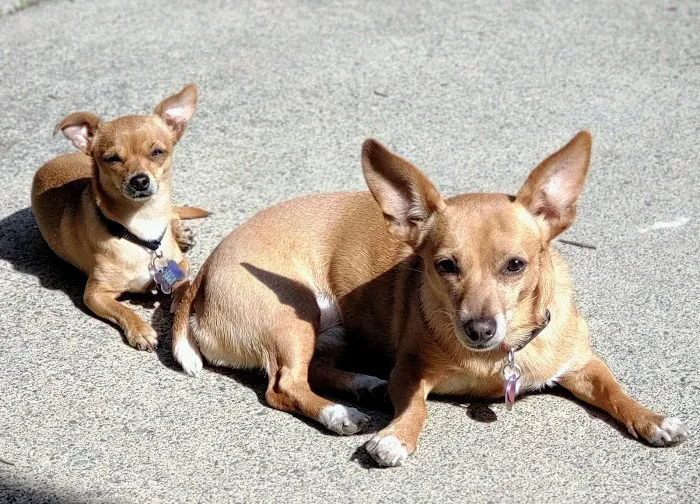 VCA All Our Pets Animal Hospital Picture 7