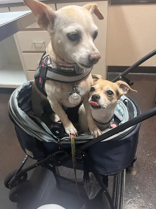 VCA All Our Pets Animal Hospital Picture 9