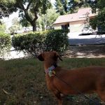 VCA Greenhaven Pocket Animal Hospital