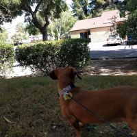 VCA Greenhaven Pocket Animal Hospital ico