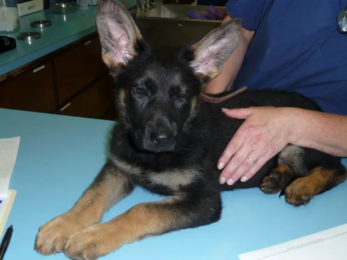 VCA Greenhaven Pocket Animal Hospital Picture 6