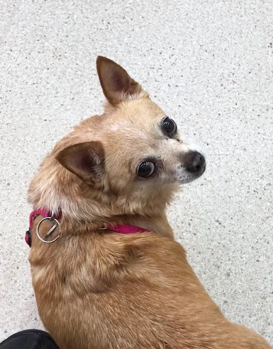VCA Greenhaven Pocket Animal Hospital Picture 10