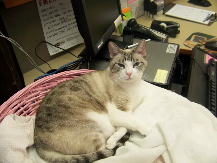 VCA Greenhaven Pocket Animal Hospital Picture 7