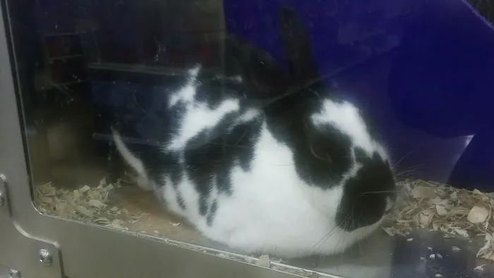 Banfield Pet Hospital Picture 10