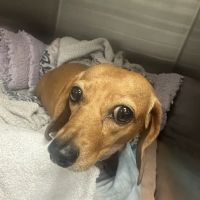 Southeast Veterinary Neurology ico