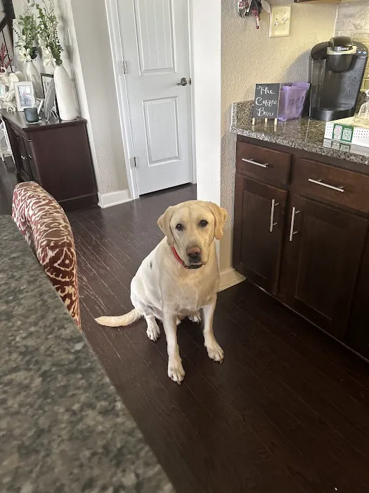 Southeast Veterinary Neurology Picture 7
