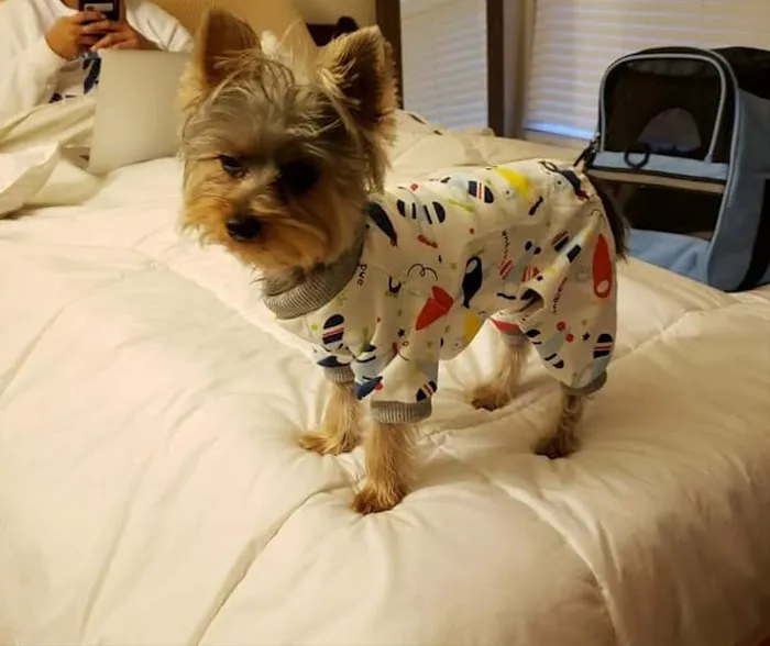 Southeast Veterinary Neurology Picture 5
