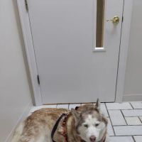 Timberlake Veterinary Hospital ico