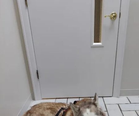 Timberlake Veterinary Hospital