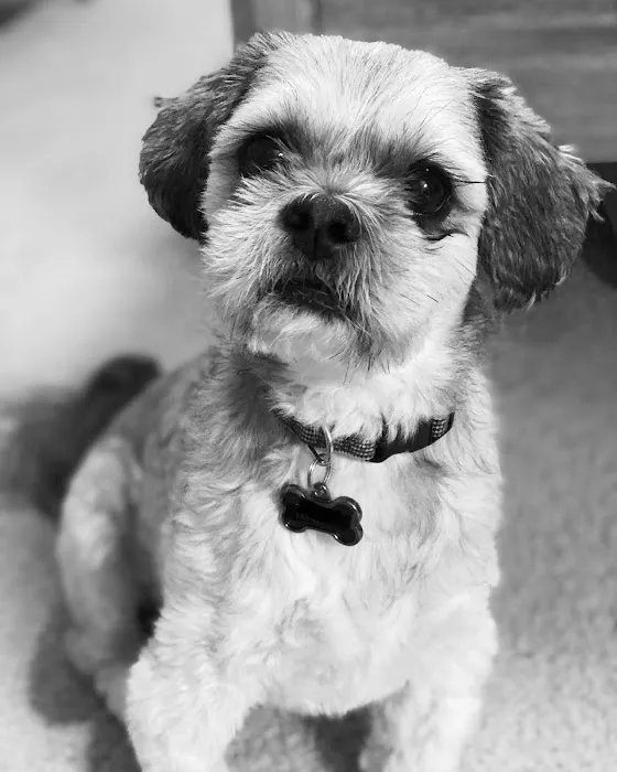 Timberlake Veterinary Hospital Picture 7