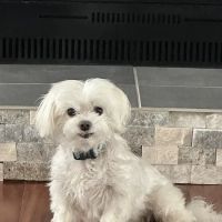 General Booth Veterinary Hospital ico