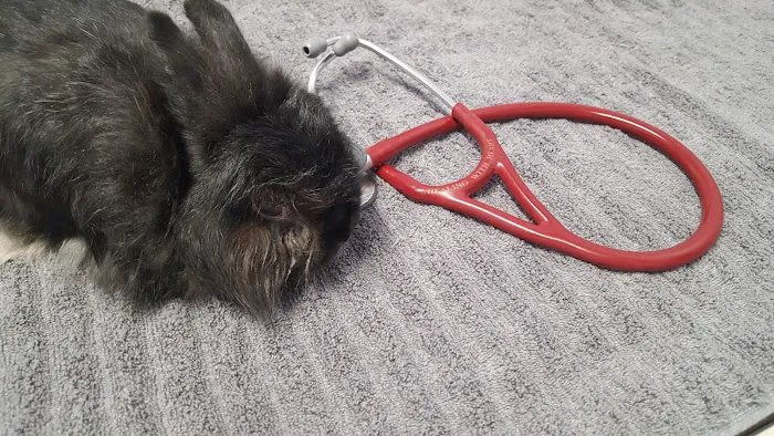 Healing With Heart Veterinary Care Picture 1