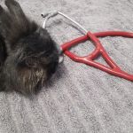 Healing With Heart Veterinary Care