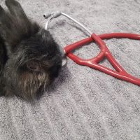 Healing With Heart Veterinary Care ico