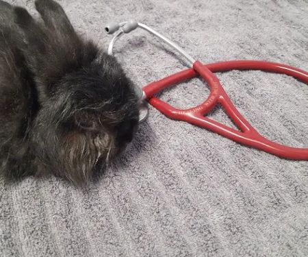 Healing With Heart Veterinary Care