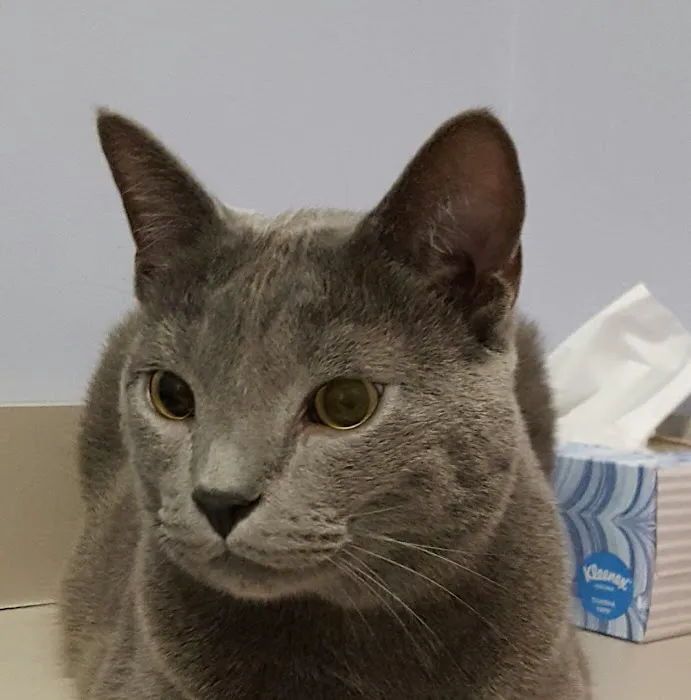 Healing With Heart Veterinary Care Picture 4