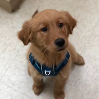 Courthouse Veterinary Clinic ico