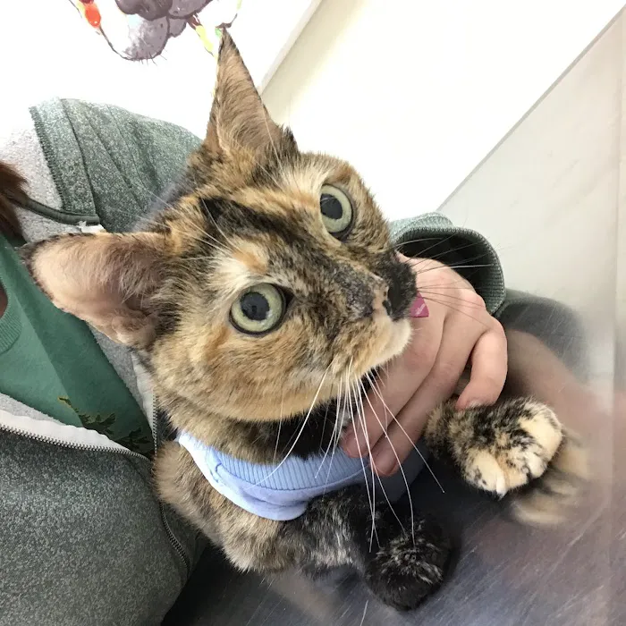 Courthouse Veterinary Clinic Picture 8