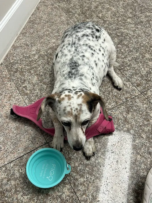 VetsNow! Veterinary Urgent Care Picture 2